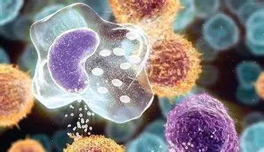 惊艳世人的“逆生长” NAD+抗衰科技的开花结果
