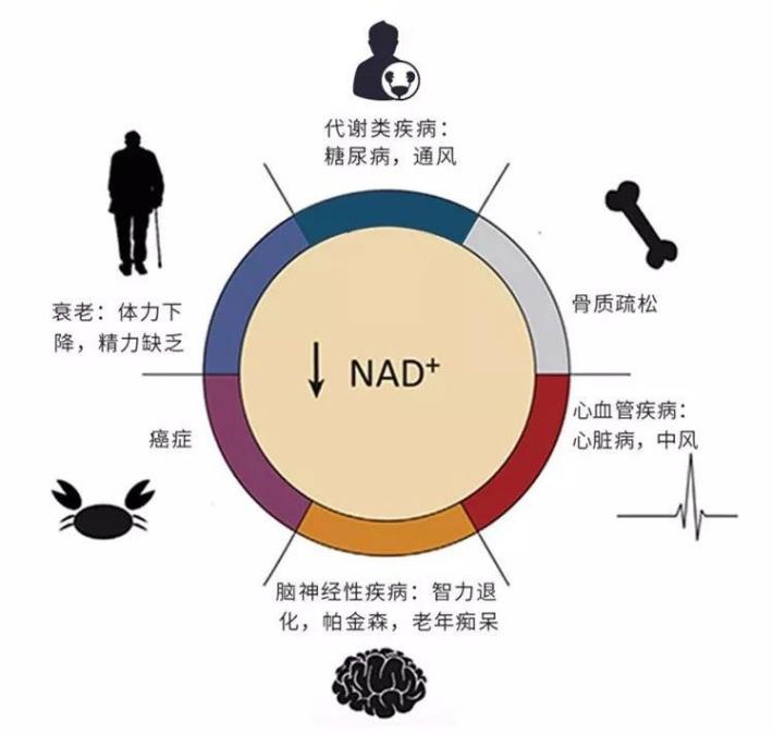 网红科技NAD+没落之后，NR技术再破壁垒，真正抗衰时代来临