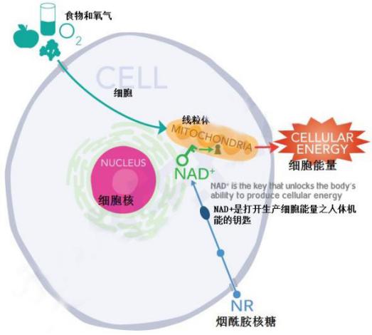 科研突破寿命极限，诺加因子有望圆人均“百龄梦”