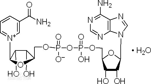 对抗衰老，逆风而行：探秘NAD+的十八般武艺