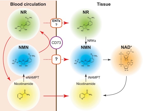 再生医学与生物工程碰撞，开启“NAD+”作用人体长寿之门