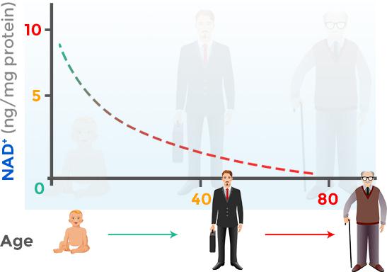 全球首发酶法制造NAD+“逆天改命”