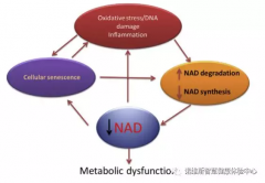 特殊维生素（NR）或可成为人类抗衰老干预手段